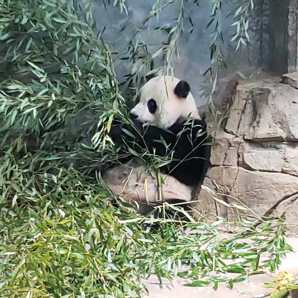 Panda eating at the Smithsonian National Zoo during my first WordCamp experience.